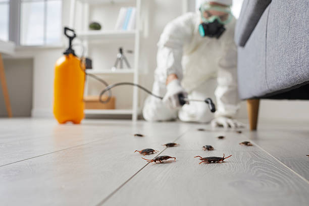 Commercial Rodent Management in De Soto